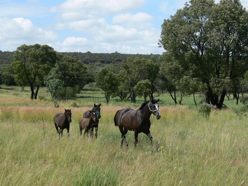 Abloom Bush Lodge & Spa Retreat Cullinan Luaran gambar
